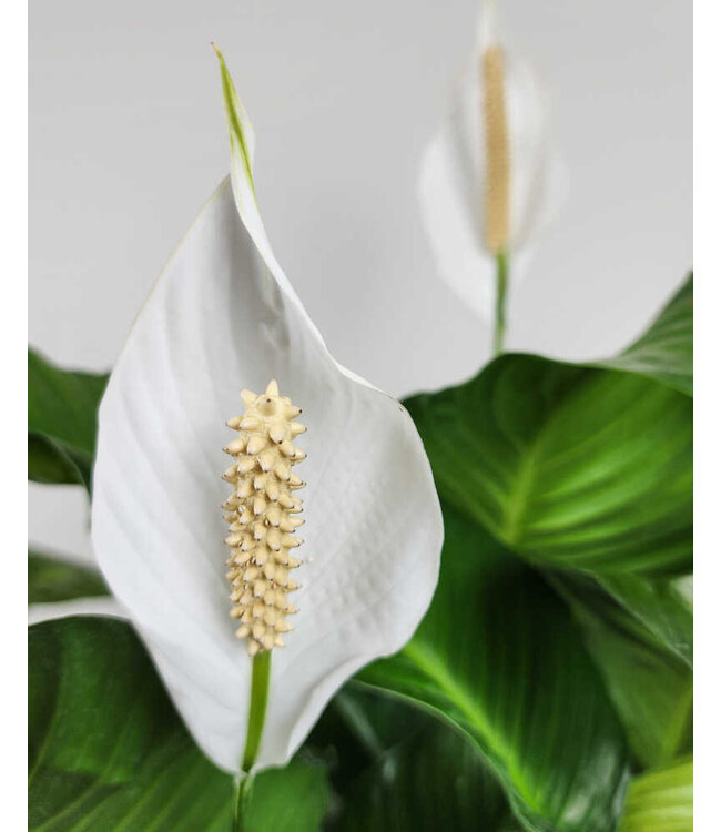 Spathiphyllum- Sweet Pablo 10"