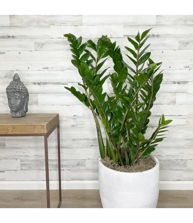 Zamioculcas-Zamifolia Zz Plant 14"