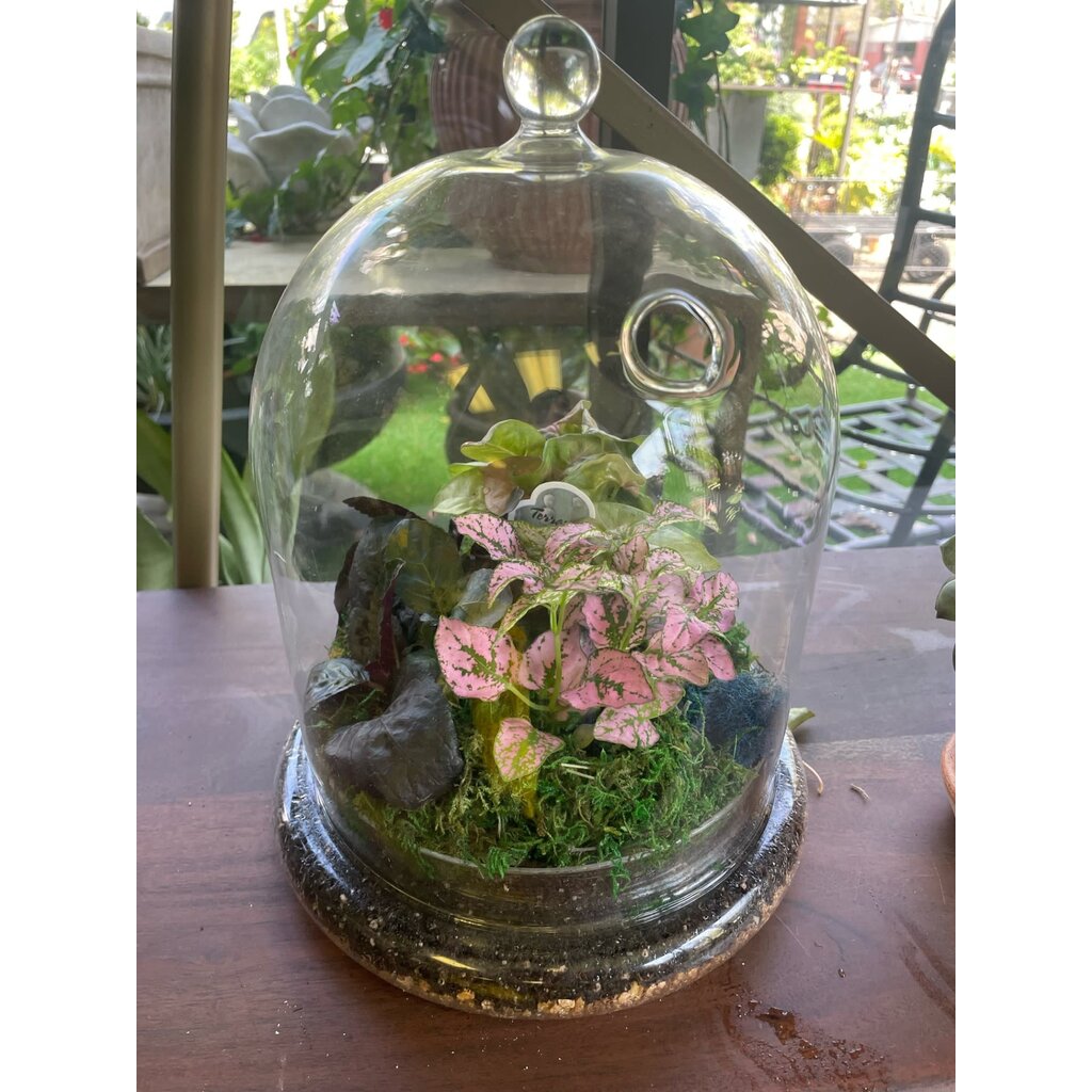 Terrarium-Glass Cloche Filled with Plants