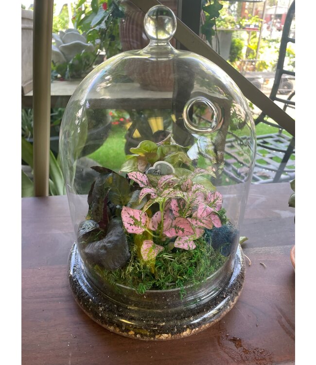 Terrarium-Glass Cloche Filled with Plants
