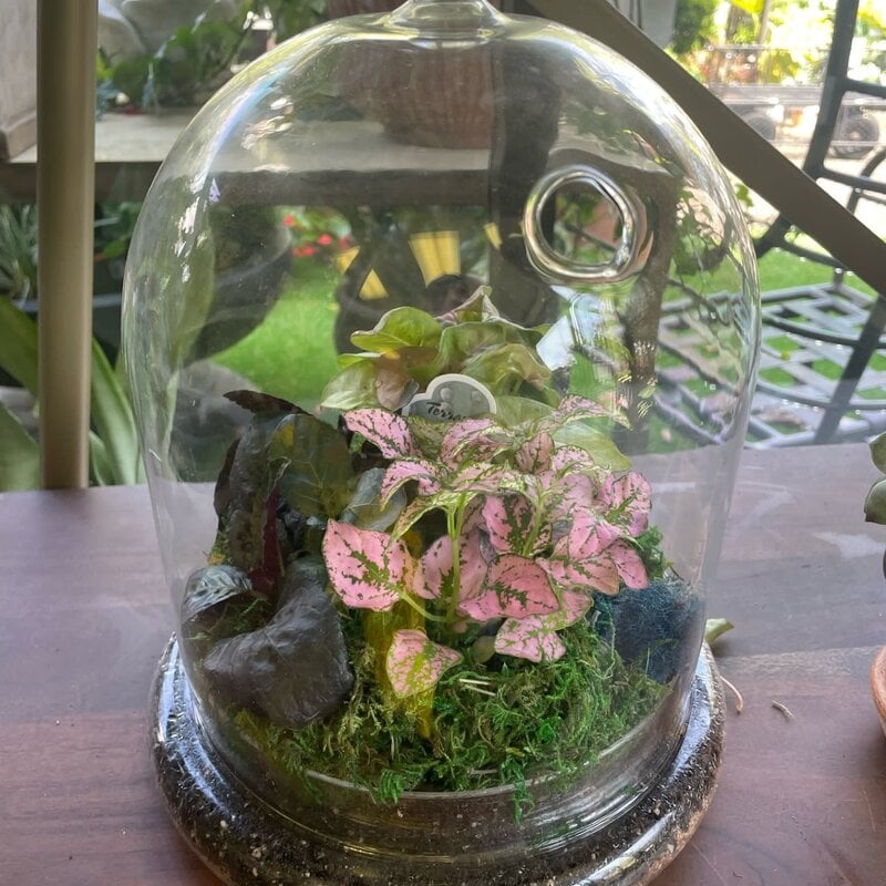 Terrarium-Glass Cloche Filled with Plants