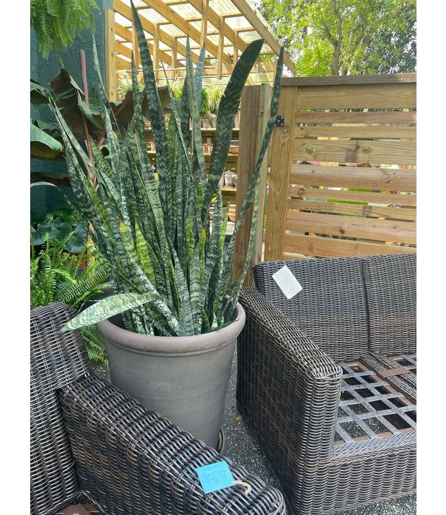 Sansevieria-Wintergreen 17"