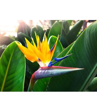 Flowering-Strelitzia Reginae (Yellow Bird) 14"