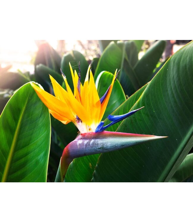 Flowering-Strelitzia Reginae (Yellow Bird) 14"