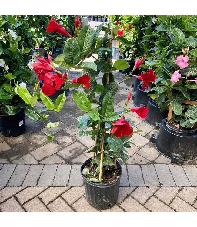 Flowering-Mandevilla Trellis Asst 8"