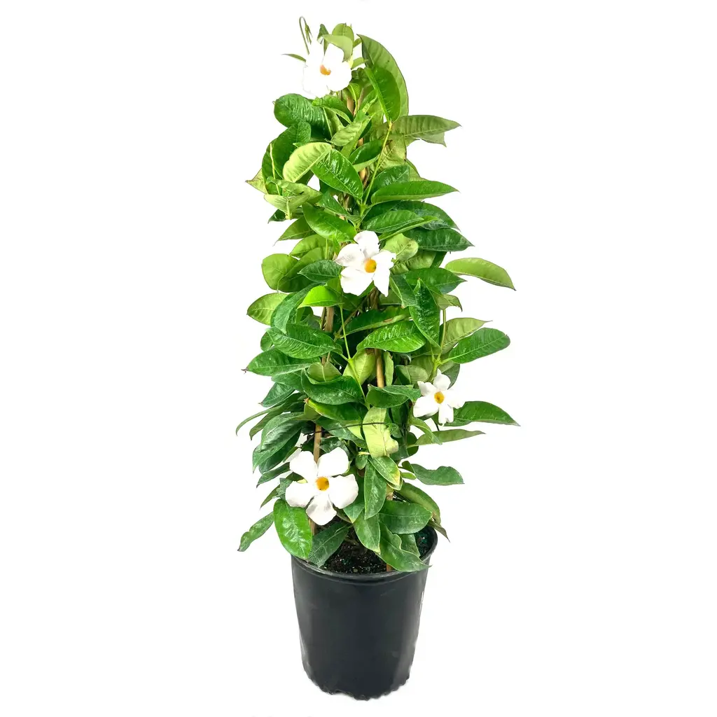 Flowering-Mandevilla White Trellis 10"