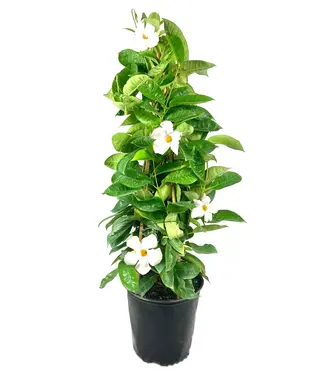The Plant Shoppe Flowering-Mandevilla White Trellis 10"