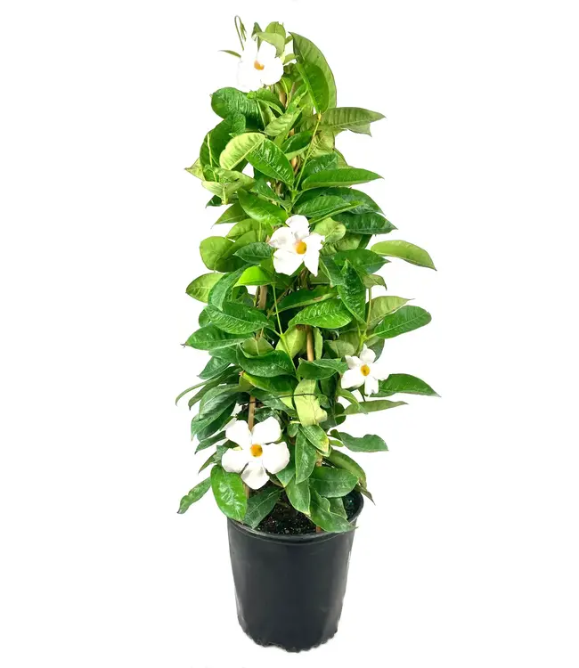 Flowering-Mandevilla White Trellis 10"