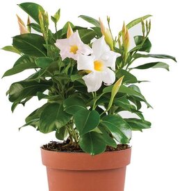 Flowering-Dipladenia Bush White 6"