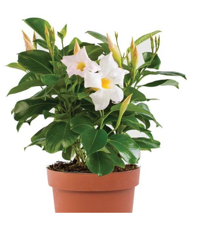 Flowering-Dipladenia Bush White 6"