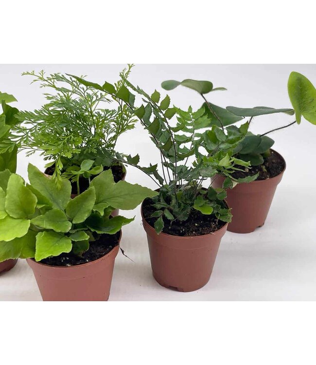 Fern Maidenhair 6" Asst