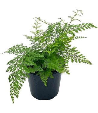 Fern Deer Foot 6"
