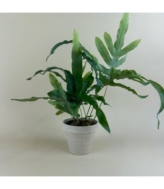 Fern Blue Star 4"