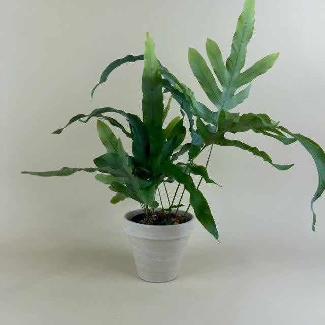 Fern Blue Star 4" - The Plant Shoppe