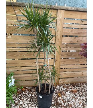 Dracaena-Marginata Candelabra 14"