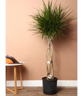 Dracaena-Marginata Braid 14"