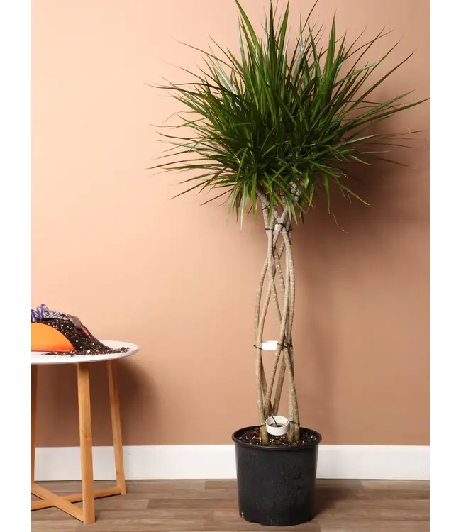 Dracaena-Marginata Braid 14"