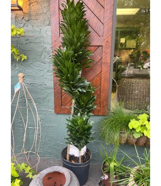 Dracaena-JC Compacta Cane 12"