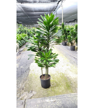 Dracaena-Green Jewel Cane 12"