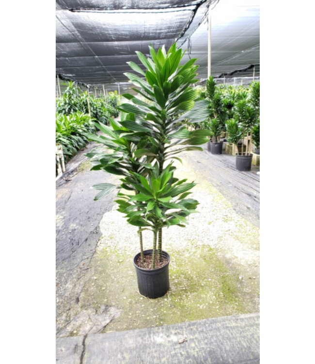 Dracaena-Green Jewel Cane 12"