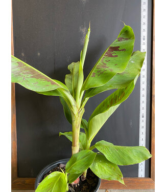 Banana Musa 'Grand Nain' 1gal