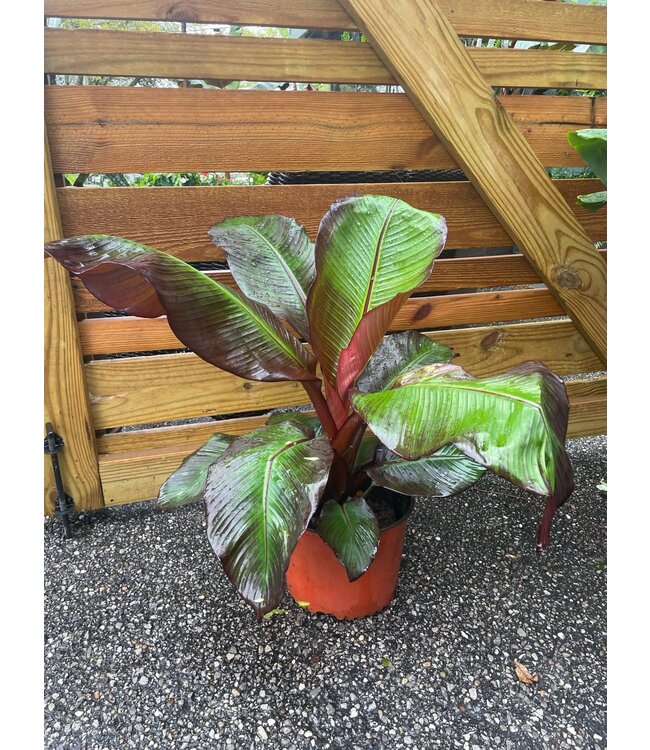 Banana Musa Dwarf Basjoo 10"