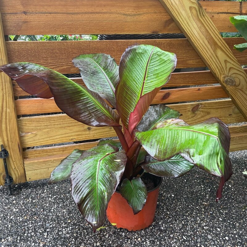 Banana Musa Dwarf Basjoo 10"