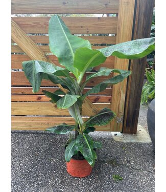 Banana Red Maurelii 10"