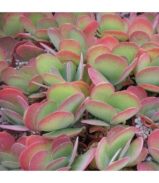Kalanchoe FlapJack Qt