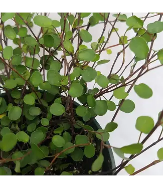 Wire Vine Small Leaf 4"