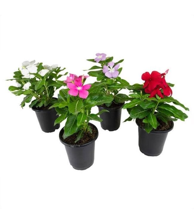 Vinca Asst 4"