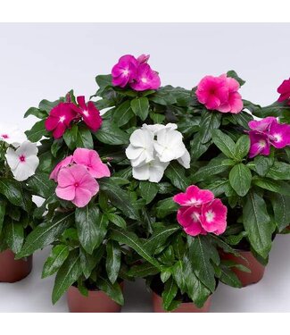 Vinca Cora Asst 4"