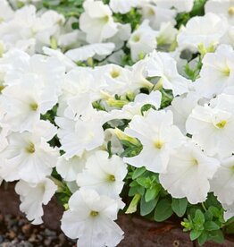 Petunia Super Pearl White 4"