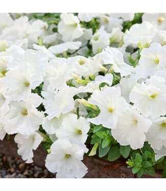 Petunia Super Pearl White 4"