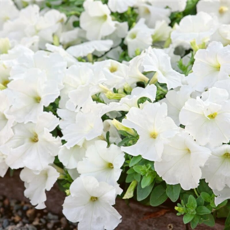 Petunia Super Pearl White 4"