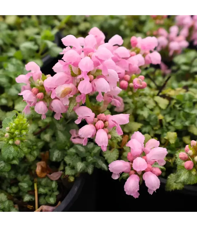 Lamium Pink Pewter 4"