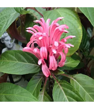 Jacobina Pink 4"