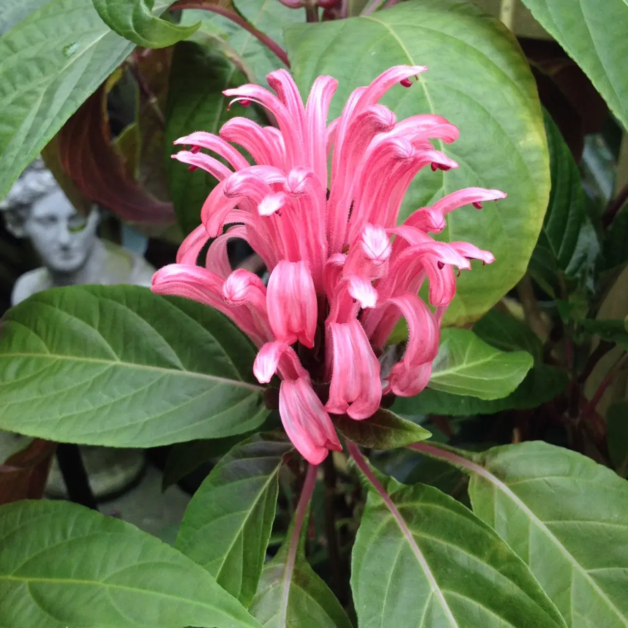 Jacobina Pink 4" - The Plant Shoppe