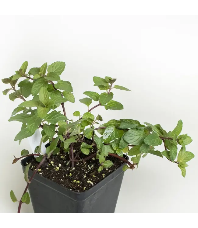 Herb Chocolate Mint 4"