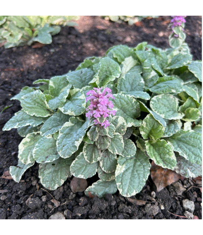Ajuga Pink Lightning 4"