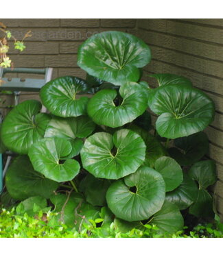 Gigantea ( Tractor seat) 10" Leopard plant