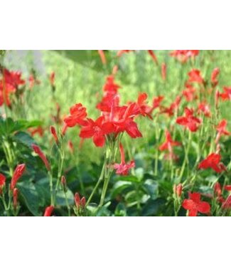 Ruellia Ragin Cajun 1gal