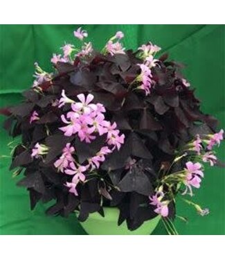 Oxalis Ebony Allure ( Shamrock) Plant 1gal