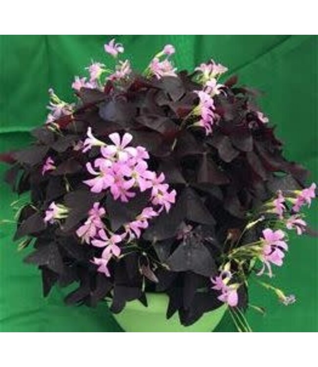 Oxalis Ebony Allure ( Shamrock) Plant 1gal