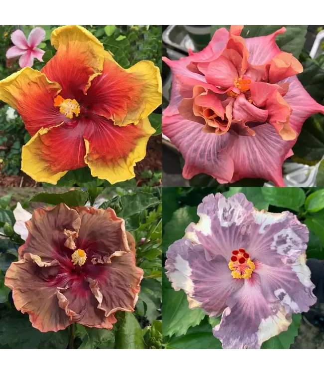 Hibiscus Cajun Asst 1gal