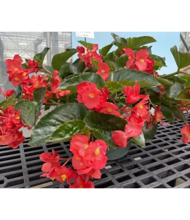 Begonia Viking Explore Rose 1gal