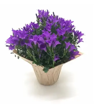 Campanula in Self Watering Pot 4"
