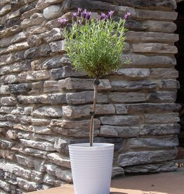 Lavender Topiary With Self Watering Pot 6"