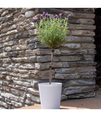 Lavender Topiary in Deco Pot 6"