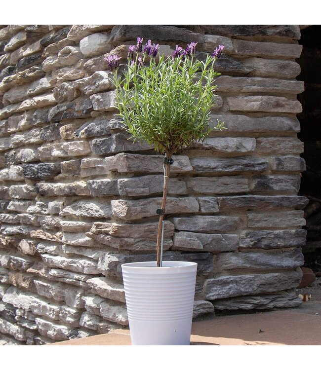 Lavender Topiary With Self Watering Pot 6"
